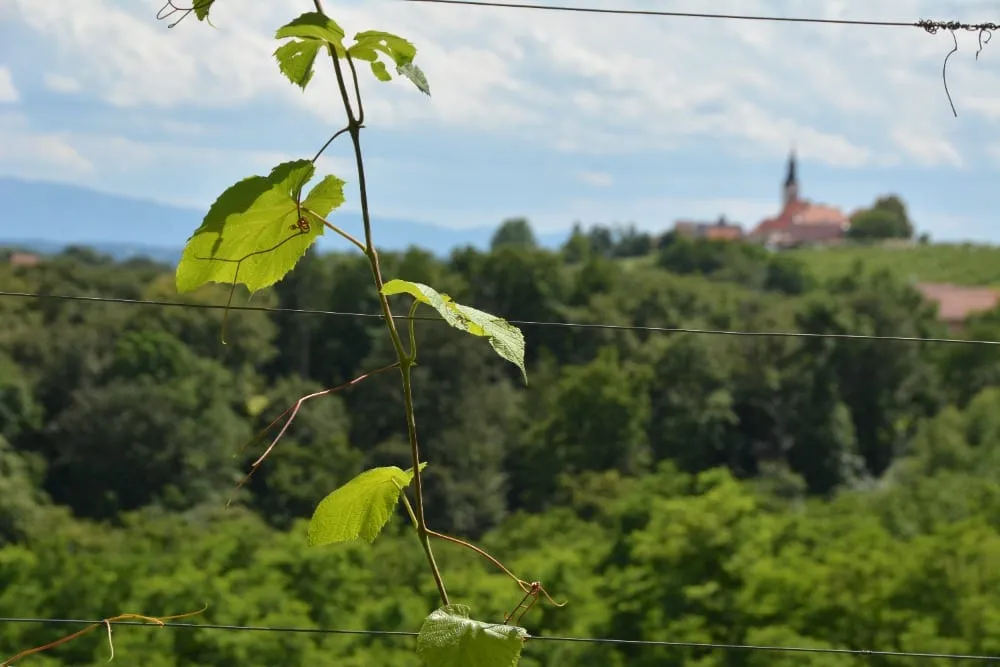 Exkurze Štýrsko – fotografie 44
