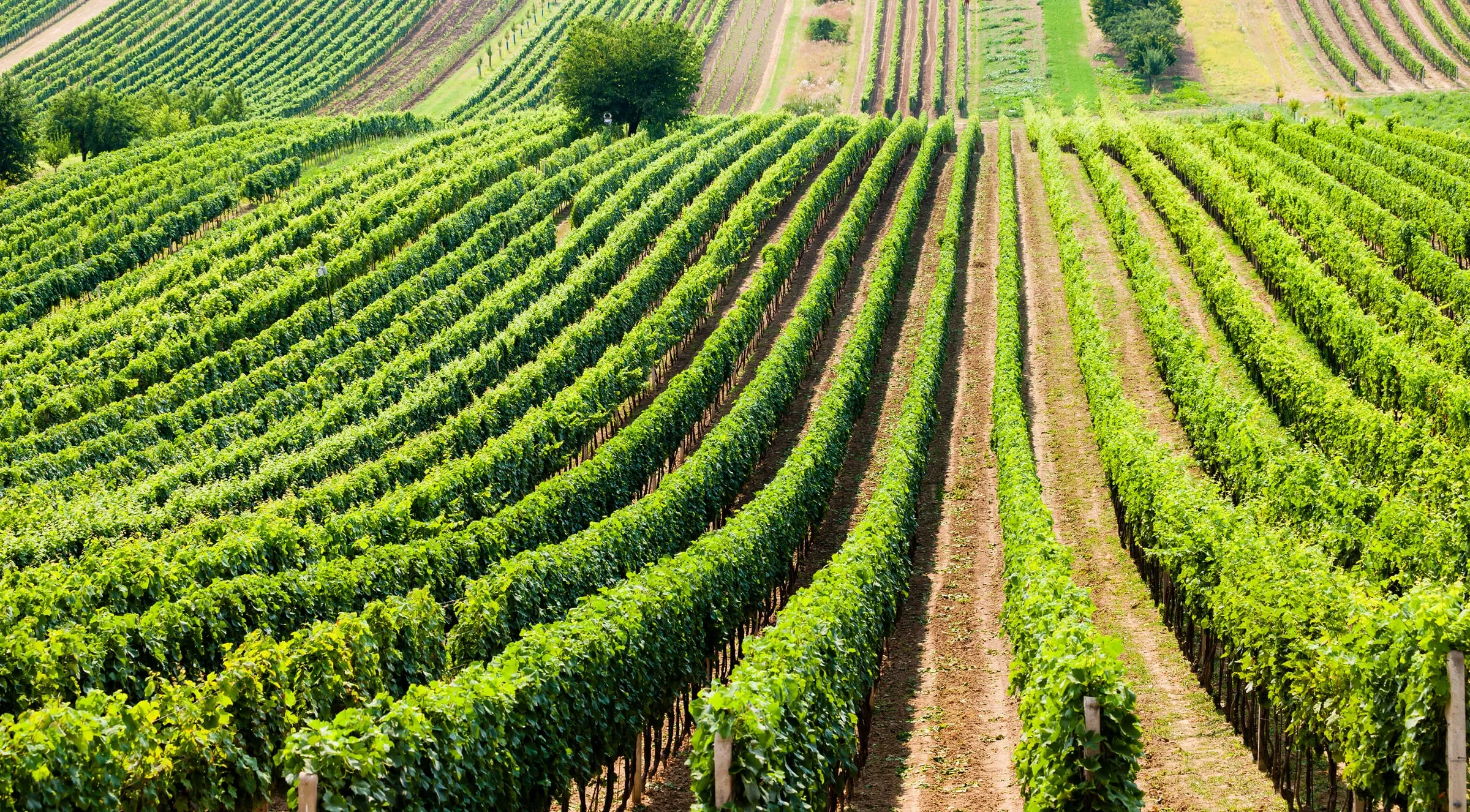 Chvalovický terroir